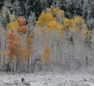 nevicata sul bosco, snowfall in the wood PN di Yellowstone, Yellowstone NP