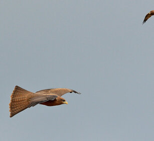 Nibbi beccogiallo (Milvus aegyptius) Yellow-billed Kites, lago Awasa, lake Awasa