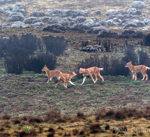 Lupi del Simien nella nebbia (Canis simiensis) Simien Wolves in the fog, Sanetti plateau