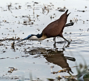 Jacana africana (Actophilornis africanus) African Jacana, lago Awasa, lake Awasa