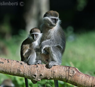 Cercopitechi grigioverdi (Chlorocebus aethiops) Grivet monkeys, lago Awasa, lake Awasa
