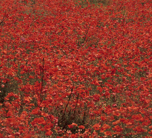 Papaveri, Poppies
