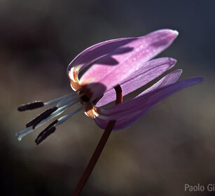 Dente di cane, Dog's tooth Frossasco (To), Piemonte