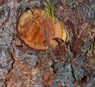 tronco di Larice, larch's trunk