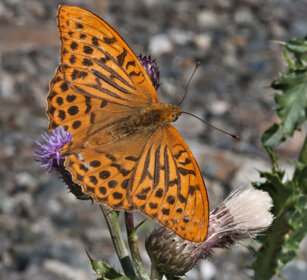 Pafia (Argynnis paphia), Silver-washed Fritillary