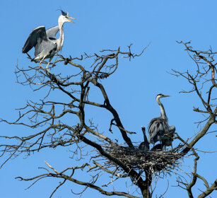 Aironi cenerini (Ardea cinerea), Grey Herons Piemonte, Piedmont