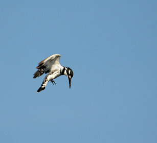 Martin pescatore bianco e nero (Ceryle rudis) Pied Kingfisher, lago Tana, lake Tana