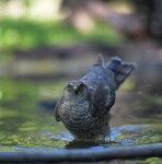 Sparviero (Accipiter nisus), Sparrowhawk Castelletto Merli (Al)