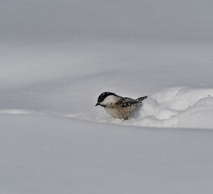 Cincia bigia alpestre (Parus montanus) Willow Tit. Polonia, Poland