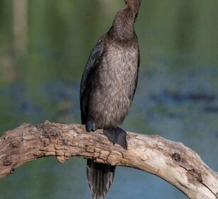 Marangone minore (Phalacrocorax pygmeus) Pygmy Cormorant Marangone minore (Phalacrocorax pygmeus) Pygmy Cormorant