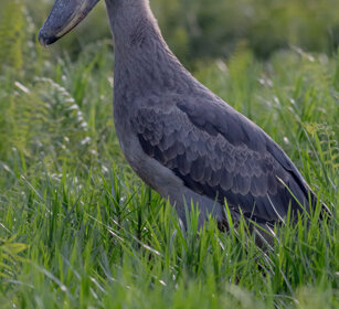 Becco a scarpa Uganda