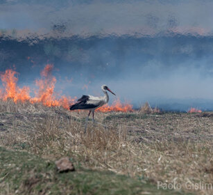 Cicogna bianca (Ciconia ciconia), White Stork Bale mountains