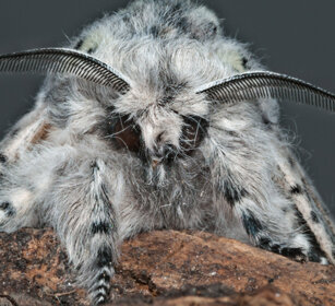 Arpia (Cerura vinula), Puss Moth