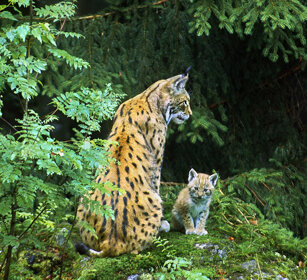 Lince con cucciolo (Lynx lynx), Lynx with cub Bayerischerwald NP