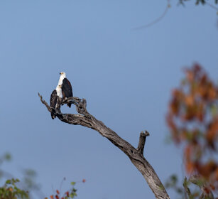 Aquile pescatrici africane (Haliaeetus vocifer) Bald Eagles, Kruger NP