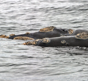 Balene franche australi (Eubalaena australis) Southern Right Whales, Hermanos