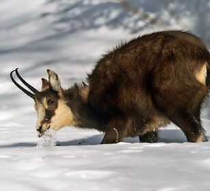 Camoscio (Rupicapra rupicapra), Alpine Chamois Valle d'Aosta, Aosta Valley