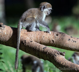 Cercopiteco grigioverde juv (Chlorocebus aethiops) Grivet monkey juv, lago Awasa, lake Awasa