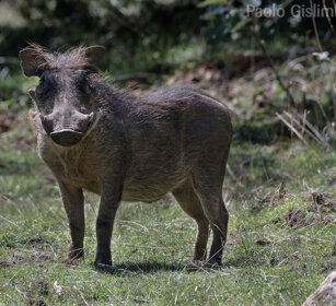Facocero somalo (Phacochoerus aethiopicus) Somali Warthog, montagne Bale, Bale mountains