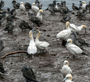 Colony of Gannets Bonaventura island, Gaspesie NP