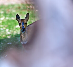 Tragelafo striato f. (Tragelaphus scriptus) female Harnessed Bushbuck, Kruger NP