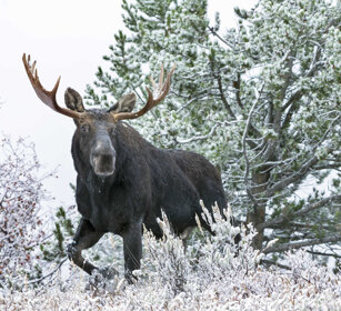 Alce, Elk, Moose PN di Yellowstone, Yellowstone NP