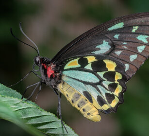 Ornithoptera priamus, Common Green Birdwing