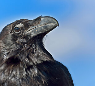 Corvo imperiale (Corvus corax tingitanus), Raven Fuerteventura, parque Rural