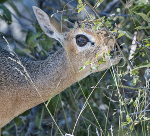 Dik-dik (Madoqua kirkii), Damara Dik Dik Etosha NP