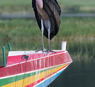 Marabù (Leptoptilos crumeniferus) Marabou Stork lago Awasa, lake Awasa