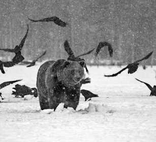 Orso bruno e Corvi imperiali Brown Bear and Ravens Finlandia, Finland