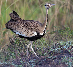 Otarda di Denham Uganda