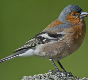 Fringuello m. (Fringilla Coelebs), male Chaffinch