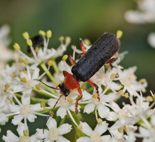 Cantaride, coleopter