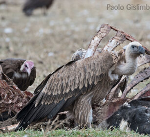 Avvoltoi su carcassa di mucca Vultures on the carcass of a cow