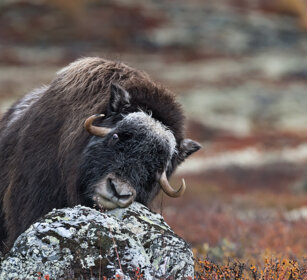 Bue muschiato (Ovibos moschatus), Muskox parco nazionale di Dovrefjell, Dovrefjell NP