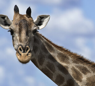 Giraffa sudafricana, (Giraffa camelopardalis g.) Southern Giraffe, Etosha NP