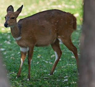 Tragelafo striato f. (Tragelaphus scriptus) female Harnessed Bushbuck, Kruger NP