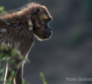 femmina di Gelada, female Gelada Baboon Debre Libanos
