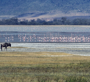 Gnu e Fenicotteri Wildebeest and Flamingos, Ngorongoro NP