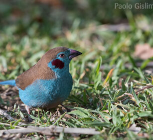 Cordon-blu guance rosse ( Uraeginthus bengalus) Red-cheeked Cordon-bleu, lago Awasa, lake Awasa