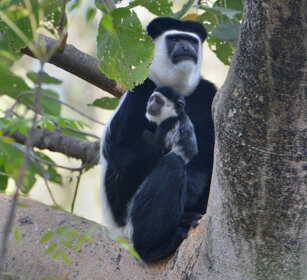 Guereza bianco nero con piccolo (Colobus guereza) Abyssinian Black-and-white Colobus monkey with its cub, lago Awasa, lake Awasa