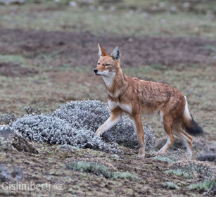 Lupo del Simien (Canis simiensis), Simien Wolf Sanetti plateau