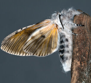 Arpia (Cerura vinula), Puss Moth