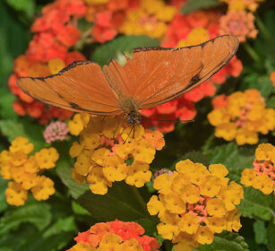 Dryas julia, Julia Heliconian
