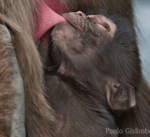 allattamento di Gelada, Gelada Baboon nursing Debre Libanos