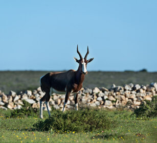 Antilope dorcade (Damaliscus pygargus), Bontebok Riserva naturale De Hoop, De Hoop natural reserve