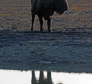 Bisonte europeo (Bison bonasus), European Bison Polonia, Poland
