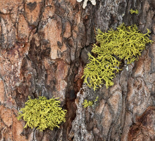 muschio su corteccia di Larice moss on a Larch's bark