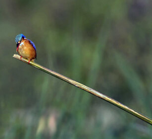 Martin pescatore malachite (Alcedo cristata) Malachite Kingfisher, lago Tana, lake Tana